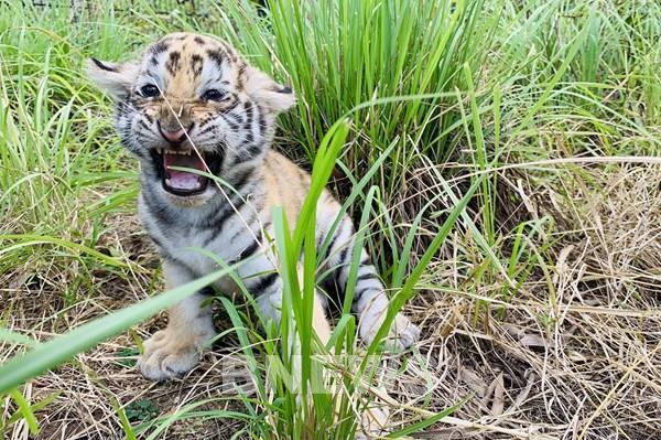 Ngắm chú hổ sơ sinh Bengal cực đáng yêu tại FLC Quy Nhơn
