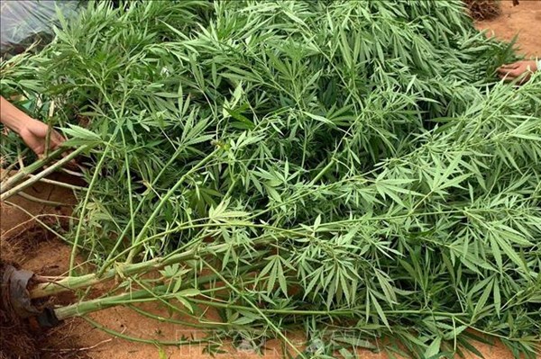 Mexico: Dự luật hợp pháp hóa sử dụng cần sa được thông qua