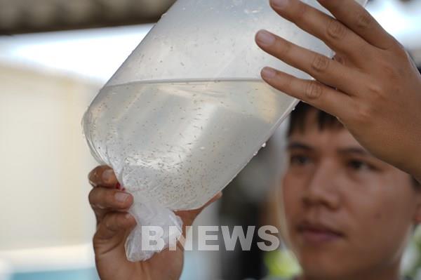 Grobest Việt Nam hỗ trợ 5 cơ sở sản xuất tôm giống dòng tăng trưởng chất lượng