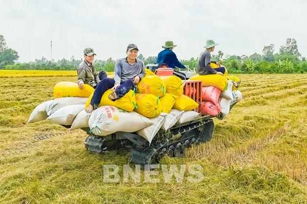 Thị trường nông sản tuần qua: Giá lúa giảm nhẹ