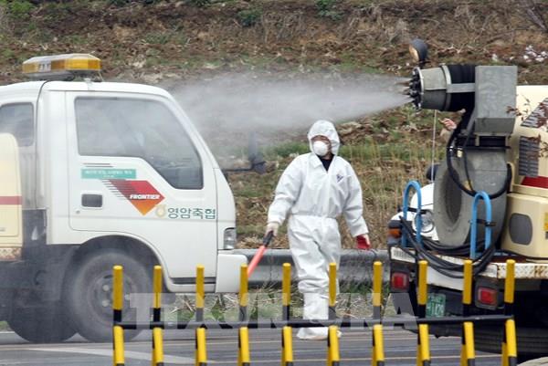 Hàn Quốc thêm ca mới nhiễm cúm gia cầm có độc tính cao