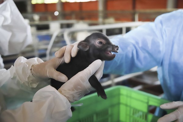 Lần đầu tiên Việt Nam nhân bản thành công lợn ỉ từ tế bào soma