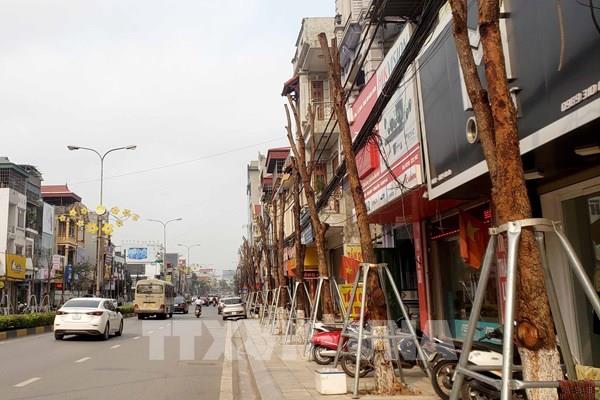 Hàng loạt cây xanh chết khô trên tuyến đường trung tâm Tp. Vĩnh Yên