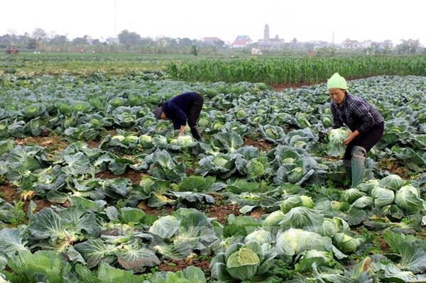 Đề xuất thêm chính sách hỗ trợ cho sản xuất nông nghiệp trong tình hình dịch COVID-19