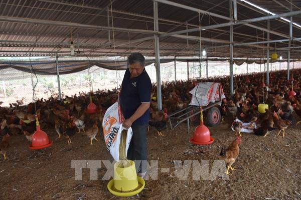 Còn nhiều vướng mắc về thuế VAT với nguyên liệu thức ăn và các sản phẩm chăn nuôi