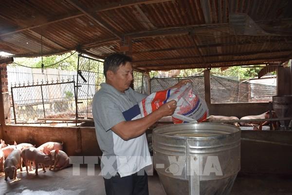 Giá nguyên liệu thức ăn chăn nuôi có thể giảm