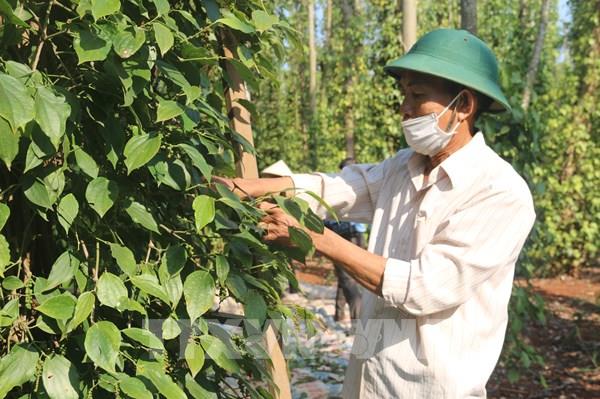 Khuyến cáo người trồng tiêu khi giá tăng “nóng” trở lại