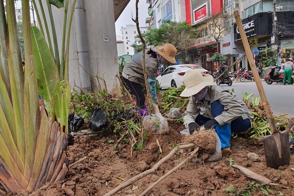 Dịch chuyển hơn 2.000 cây xanh để thi công dự án xử lý nước thải Yên Xá