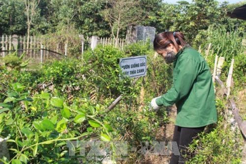 Khai thác lợi thế phát triển nông nghiệp hàng hóa vùng trung du và miền núi