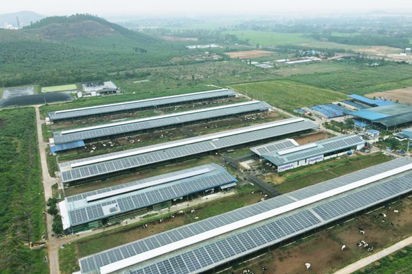Vinamilk đầu tư hệ thống năng lượng mặt trời tại các trang trại bò sữa