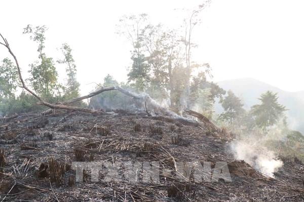 Điện Biên: Báo động thực trạng "khai tử" rừng tái sinh
