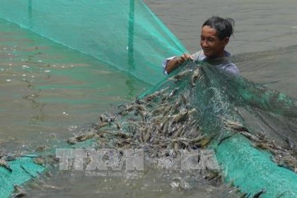 Giá tôm thẻ tăng cao, dân Bến Tre chuyển sang nuôi tôm công nghệ cao