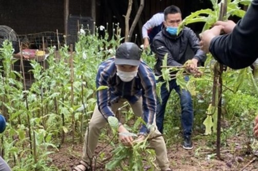 Hà Nội phát hiện một hộ dân trồng hàng trăm cây anh túc trong vườn nhà