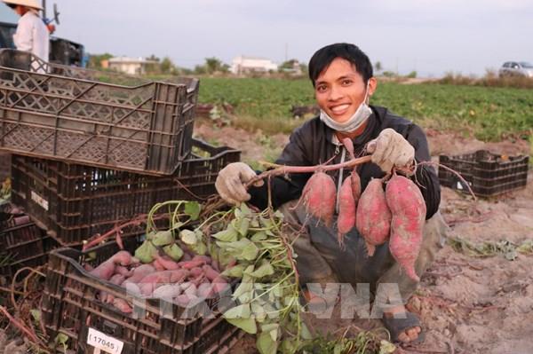 Giá khoai lang tăng từng ngày tại Gia Lai