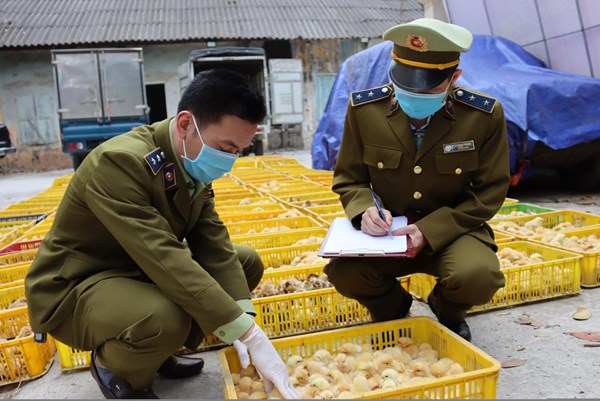 Thu giữ 30.000 con gà giống không rõ nguồn gốc