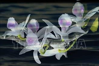 Ngành thuế sẽ quản lý thu đối với kinh doanh lan đột biến