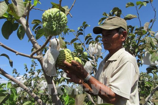 Hỗ trợ nông dân thâm canh cây mãng cầu Hoàng hậu theo hướng VietGAP