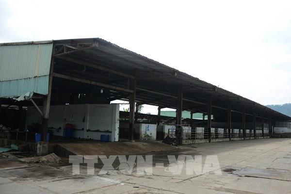 Đà Nẵng tìm địa điểm phù hợp để di dời Trung tâm giết mổ gia súc, gia cầm