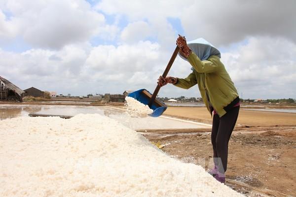 Diêm dân Bến Tre mất mùa muối