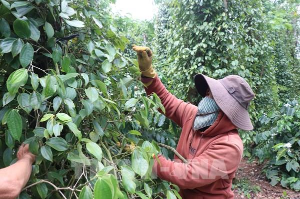 “Điểm tựa” giúp hộ nghèo vươn lên