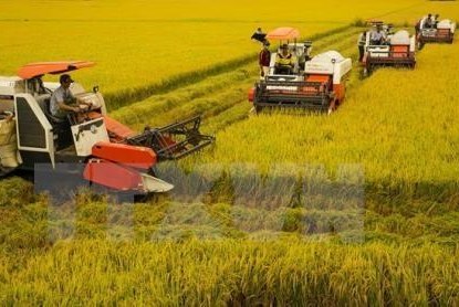 Liên kết sản xuất lúa tại Đồng bằng sông Cửu Long chưa tăng được quy mô