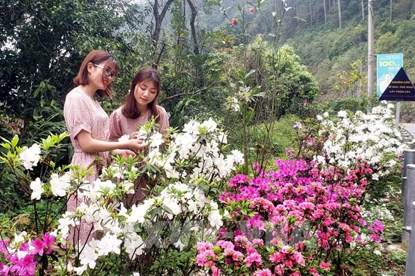 Rực rỡ mùa hoa đỗ quyên Tam Đảo