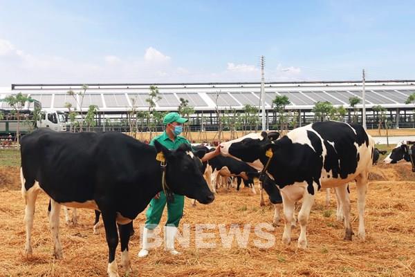 Vinamilk nhập khẩu hơn 2100 bò sữa từ Mỹ về trang trại Quảng Ngãi