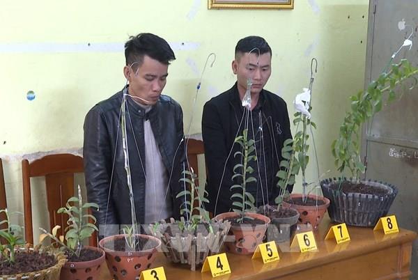 Bắt 2 đối tượng trộm hoa lan đột biến liên tỉnh