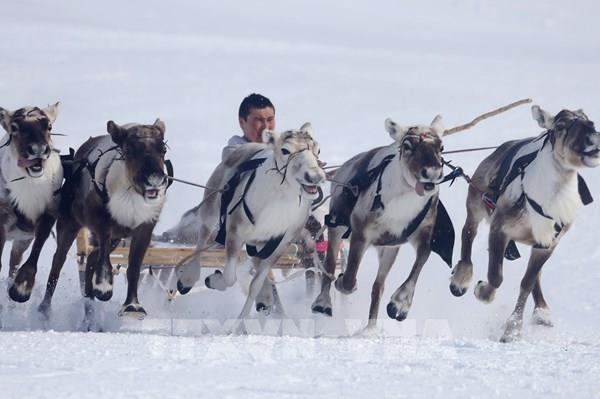 Đua hươu kéo xe trượt tuyết - môn thể thao độc đáo ở phương Bắc của nước Nga