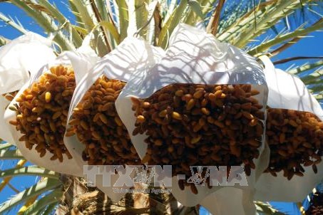 Tunisia xuất khẩu gần 82.000 tấn chà là