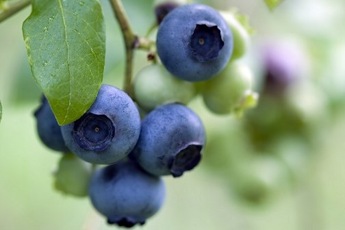 Peru dẫn đầu thế giới về xuất khẩu việt quất