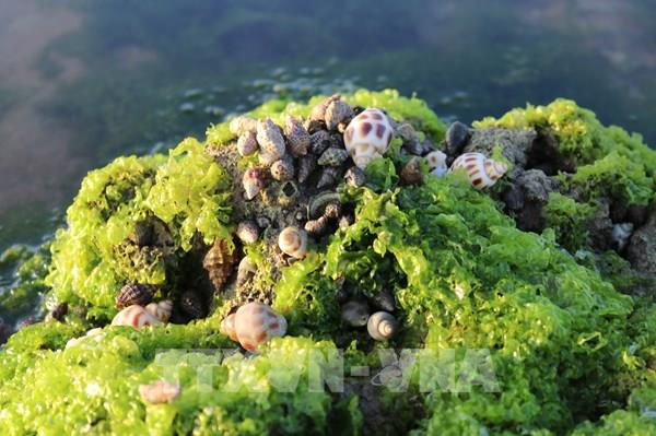 Cánh đồng rong biển - điểm du lịch khám phá ở Ninh Thuận