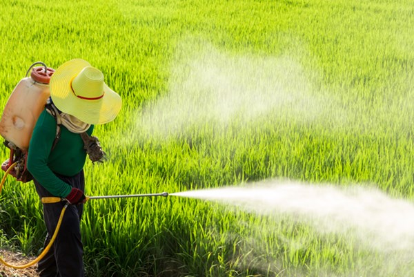 Hơn 30% diện tích canh tác toàn cầu có nguy cơ cao ô nhiễm thuốc trừ sâu