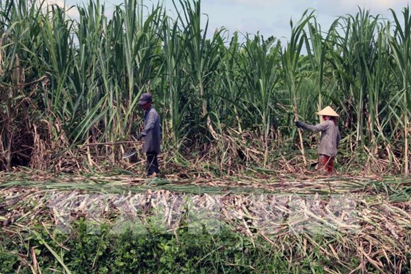 Nâng vị thế cạnh tranh cho ngành mía đường Việt Nam 