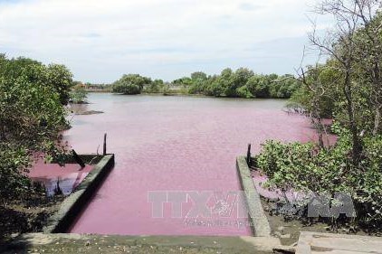 Bà Rịa – Vũng Tàu: Xử lý nghiêm doanh nghiệp gây ô nhiễm tại đầm nước