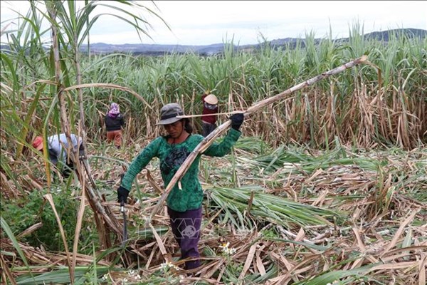 Vực dậy ngành mía đường - Bài 2: Cây mía có vị "đắng"