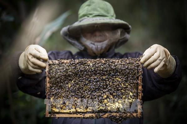 Nghề nuôi ong lấy mật ở xã Độc Lập