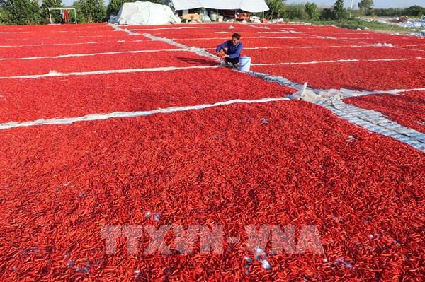 Giá ớt tại Đồng Tháp giảm mạnh