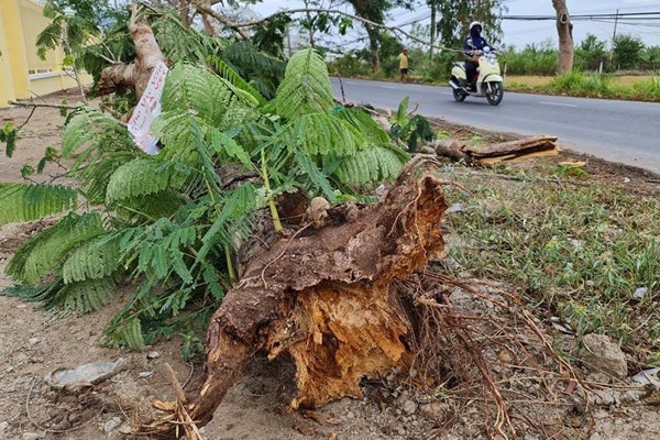 Mưa đầu mùa làm đổ cây khiến một người tử vong ở Sóc Trăng