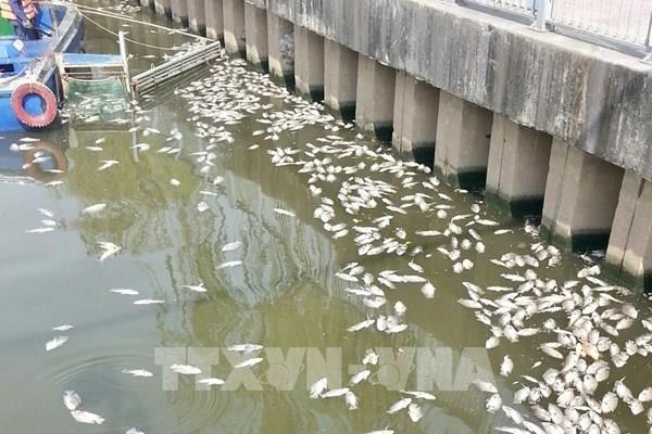 Cá chết hàng loạt trên kênh Nhiêu Lộc sau cơn mưa trái mùa