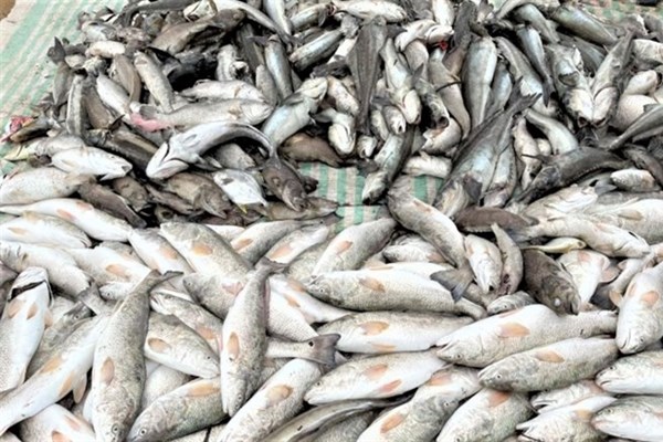 Xuất hiện cá chết bất thường ở Thanh Hóa