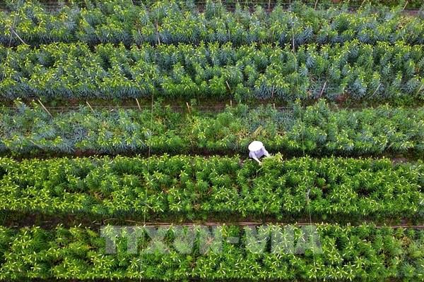 Hoa loa kèn bung nở, báo hiệu mùa hè sắp về