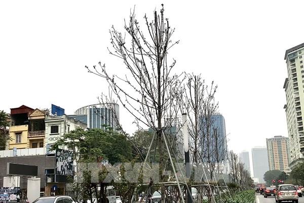 Hà Nội trồng mới cây bàng lá nhỏ thay thế cây phong lá đỏ