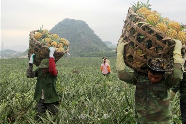 Vùng dứa Thanh Hóa vào mùa thu hoạch
