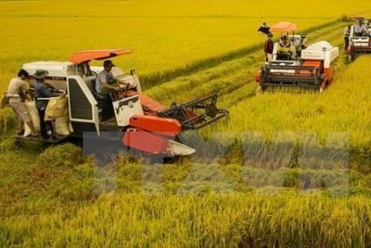 Thị trường nông sản tuần qua: Giá gạo giảm nhẹ