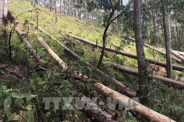 Lâm Đồng: Xác minh vụ “Đua nhau phá rừng, lấn chiếm đất hậu dự án”