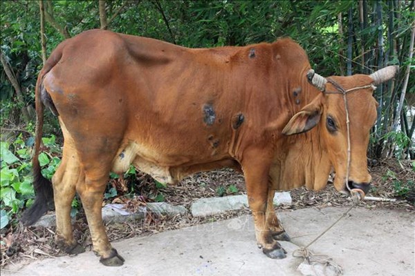 Lào Cai: Khoanh vùng, ngăn ngừa bệnh viêm da nổi cục trên trâu, bò