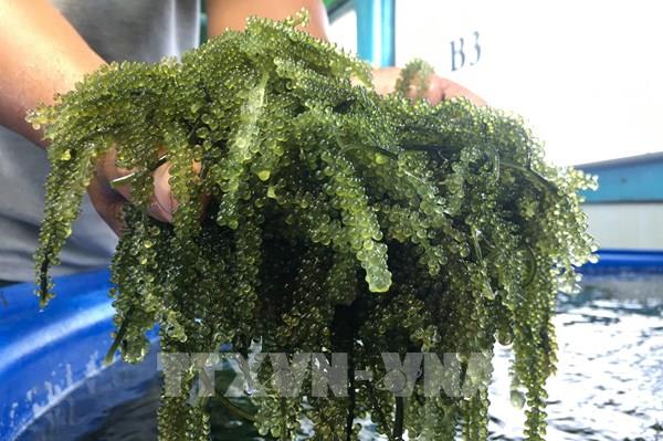 Rong nho Khánh Hòa loay hoay tìm đầu ra