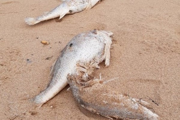 Nghệ An điều tra nguyên nhân cá chết nhiều ở biển Nghi Lộc