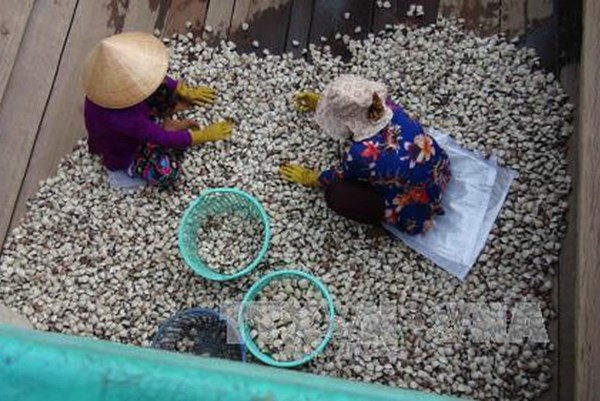 Giá nghêu thương phẩm tăng cao